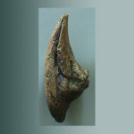 Acrocanthosaurus_toe_claw_replica_CL101A