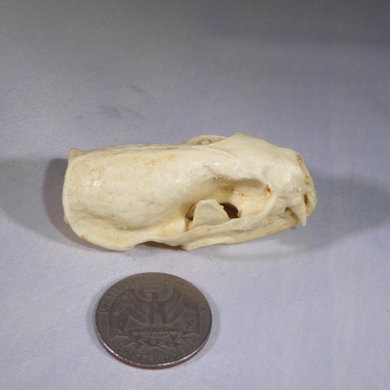 African-Striped-Weasel-Skull-with-coin-CADJL0044