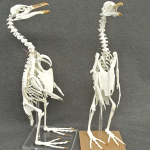 African penguin skeletons front and side view.