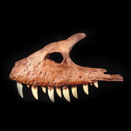 albertosaurus maxilla fossil replica