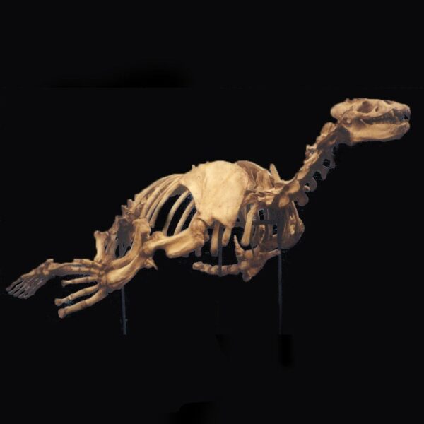 allodesmus mounted skeleton aa303