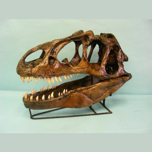 allosaurus fragilis dinosaur skull
