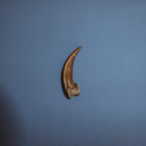 American Badger Front Claw - Image 2