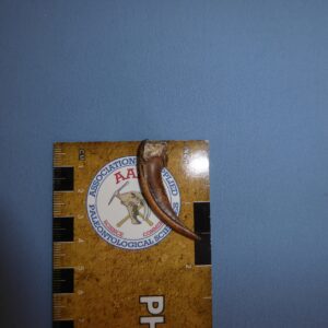 American Badger Front Claw - Image 3