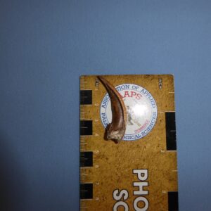 American Badger Front Claw - Image 4