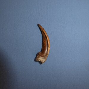 American Badger Front Claw
