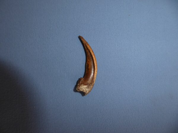 American Badger Front Claw Replica CL307A