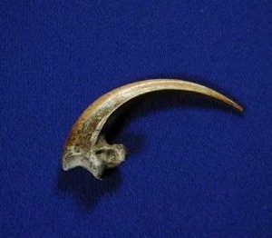 American Badger Front Claw Replica