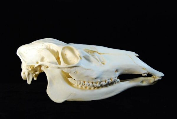 American Elk Female Skull replica right RS378