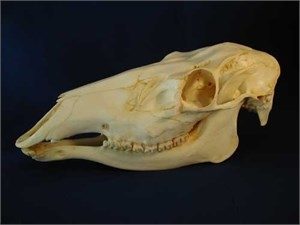 American Elk Skull