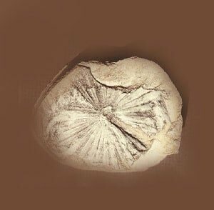 annularia calamites corss section replica brown background F07