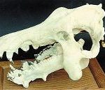 Archaeotherium Skull Replica