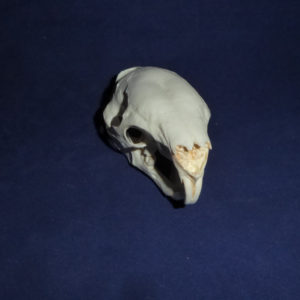 asian brush tailed porcupine skull facing forward