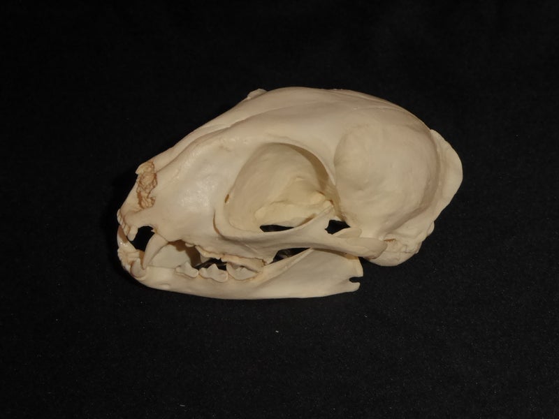 Asian-Jungle-Cat-Female-Skull-left-Replica-CARB2796