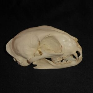 asian jungle cat female skull replica right CARB2796