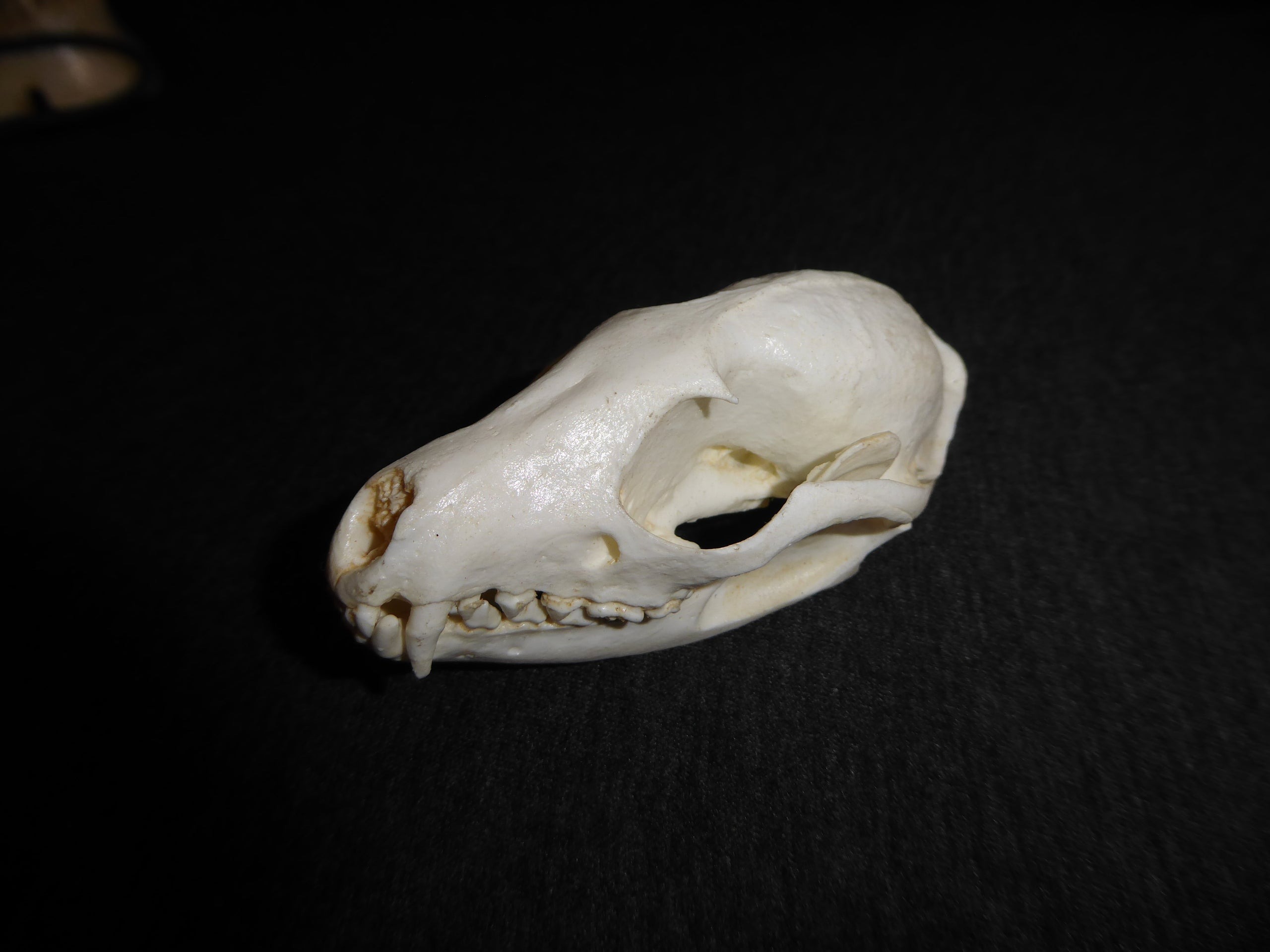 パームシベット（Asian palm civet）♂ 頭骨（老成個体　大）A パームシベット（Asian palm civet）♂ 頭骨（老成個体 大）A