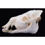 Bactrain Camel Male Skull
