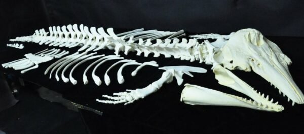 beluga whale skeleton disarticulated up close AA313a