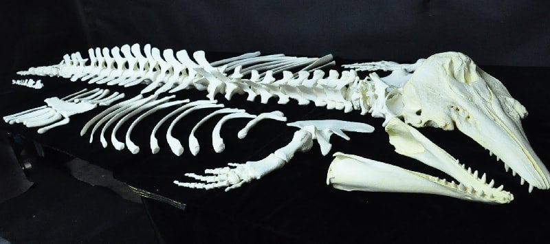 BELUGA-WHALE-SKELETON-DISARTICULATED-up-close-aa313a