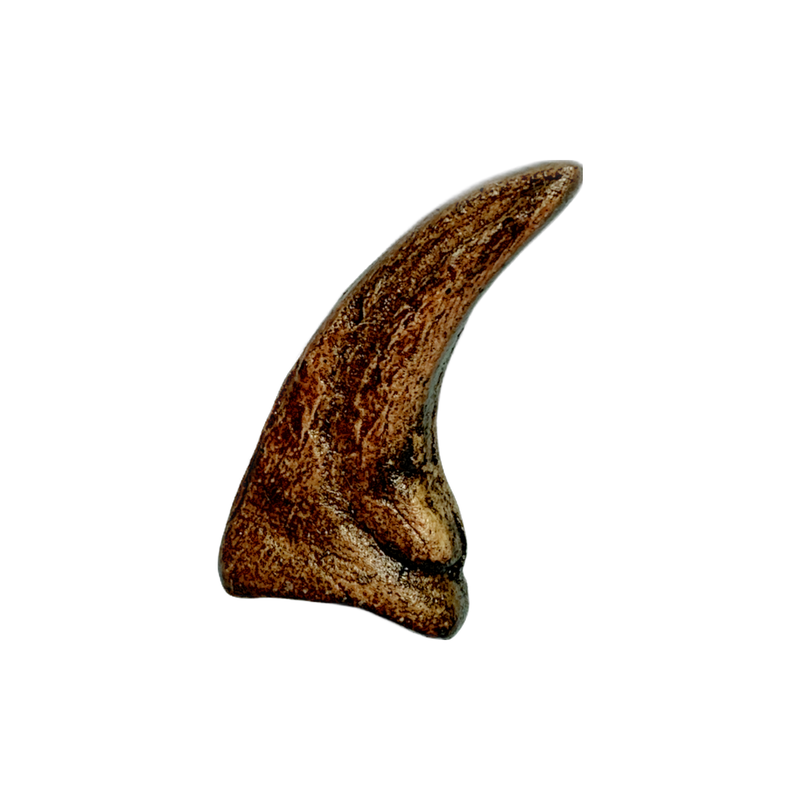 Bahariasaurus-Claw-Replica-Model-11-10-23