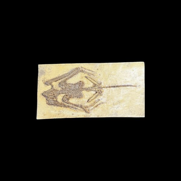 bat skeleton plaque P308