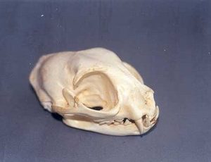Domestic Cat Skull Replica