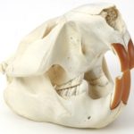North American Beaver Skull Replica