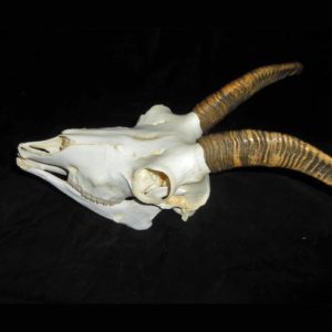 bighorn sheep female skull replica