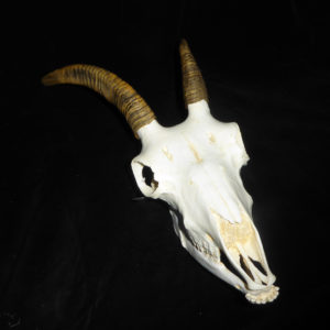 bighorn sheep female skull