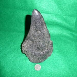 black rhinoceros female small horn replica CARB1933D