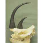 Black-Rhinoceros-Male-Skull-Horns-CARB1933