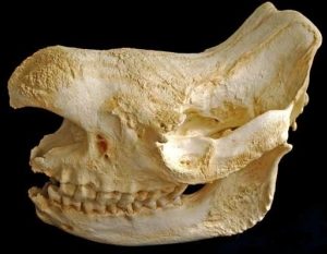 Black Rhinoceros Male Skull