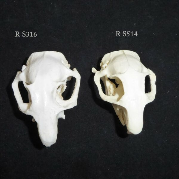 black tailed prairie dog male skull both RS316