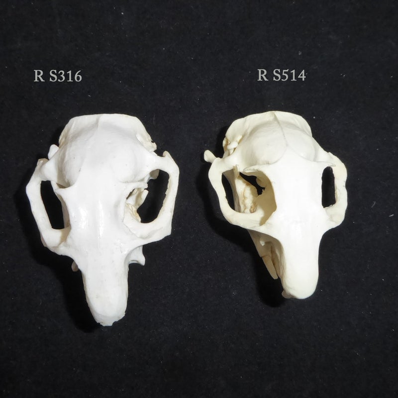 Black-Tailed-Prairie-Dog-Male-Skull-both-RS316
