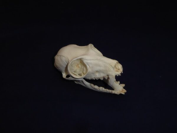 black & white ruffed lemur skull replica RS109