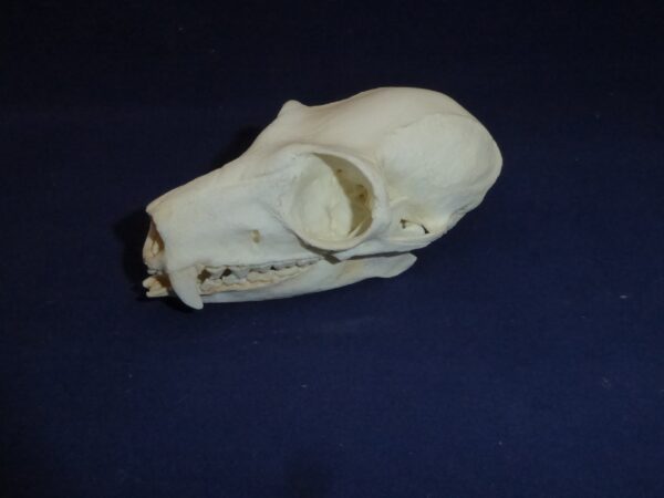 black & white ruffed lemur skull replica RS109