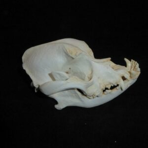 boxer dog skull replica facing right RS403