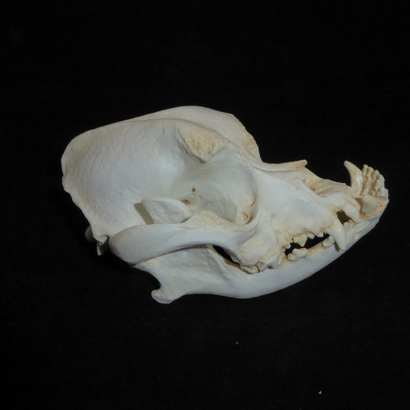 Boxer-dog-skull-replica-facing-right-RS403