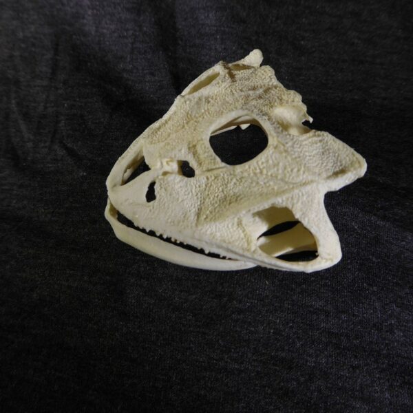 brazilian horned frog skull left RS358