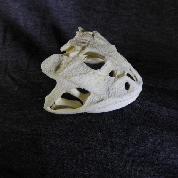 brazilian horned frog skull right RS358