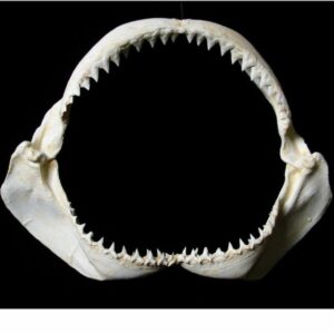bull shark jaw replica black background