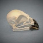 Bxudp-NLYpr-ckKlYLarge_Tree_Finch_bird_skull_replica_skeletonsandskullssuperstore.com