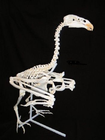 California Condor Skeleton Replica