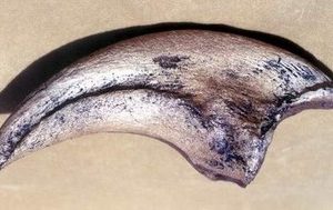 T Rex Dinosaur Toe Claw Fossil Replica