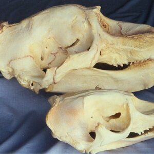 california elephant seal male skull replica RS082