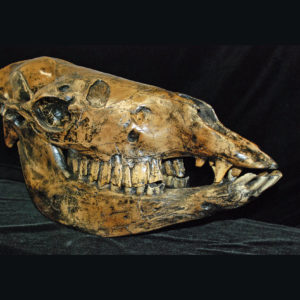 camelops hesternus skull replica