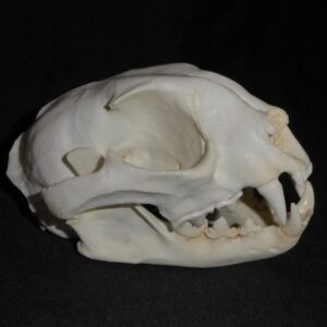 CARACAL ADULT MALE SKULL RIGHT CADJL0022