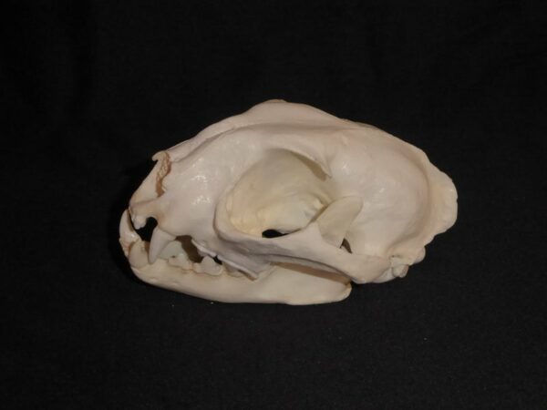 caracal female skull replica left CADJL0002