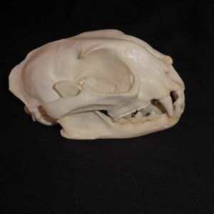caracal female skull replica right CADJL0002