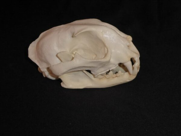 caracal female skull replica right CADJL0002